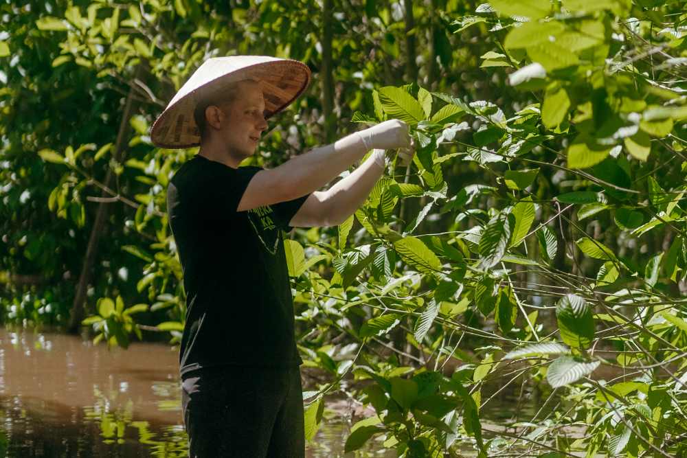 Harvesting Ripe Kratom Leaves in Indonesia